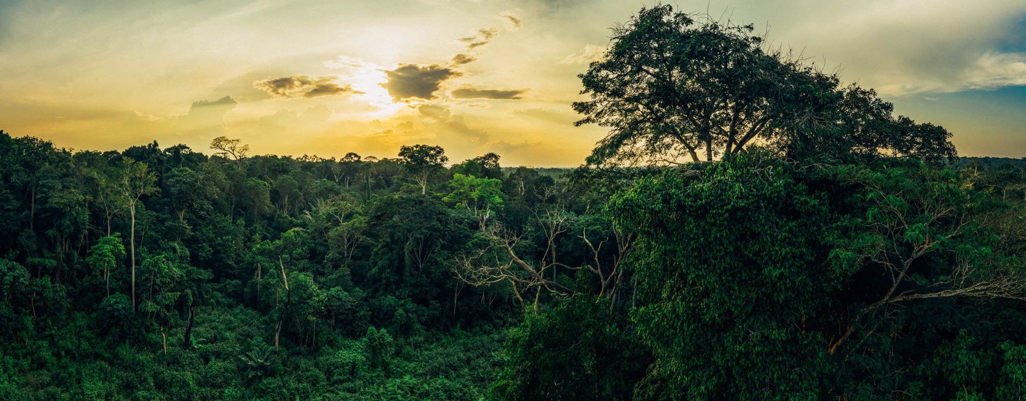 Mai Ndombe forest protection