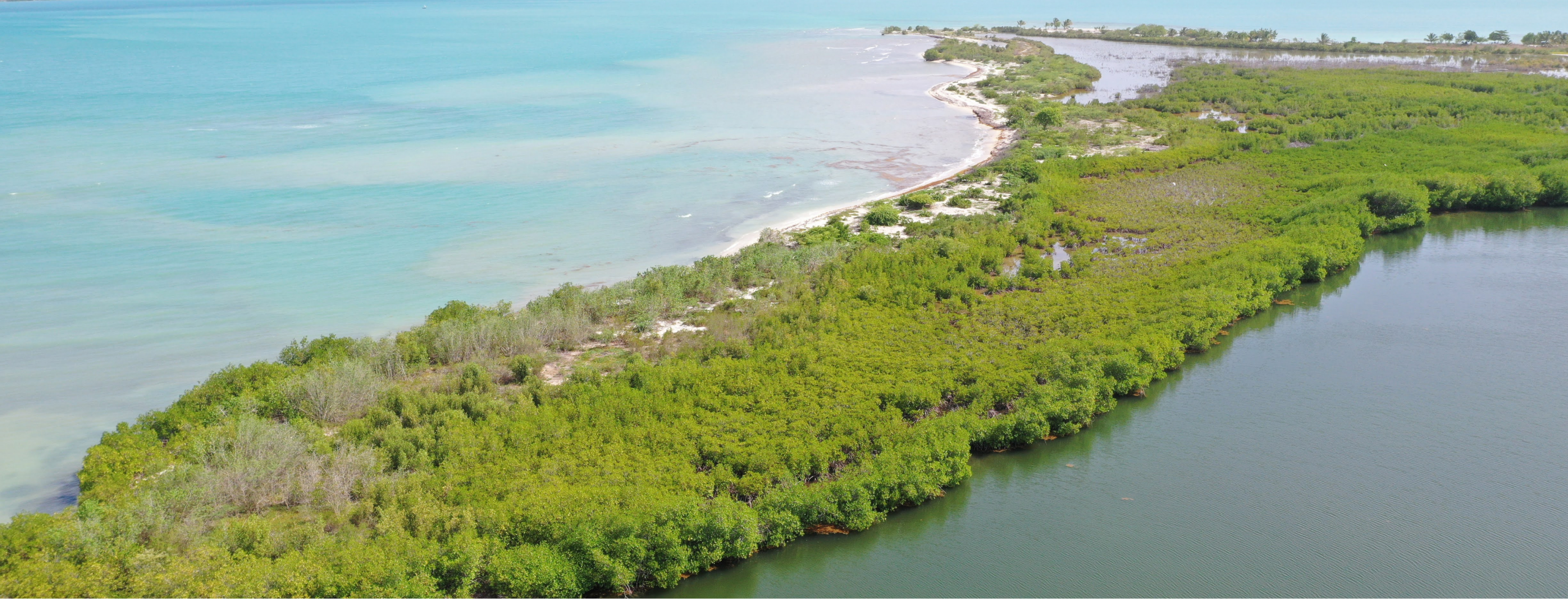 Mangrove planting in Madagascar