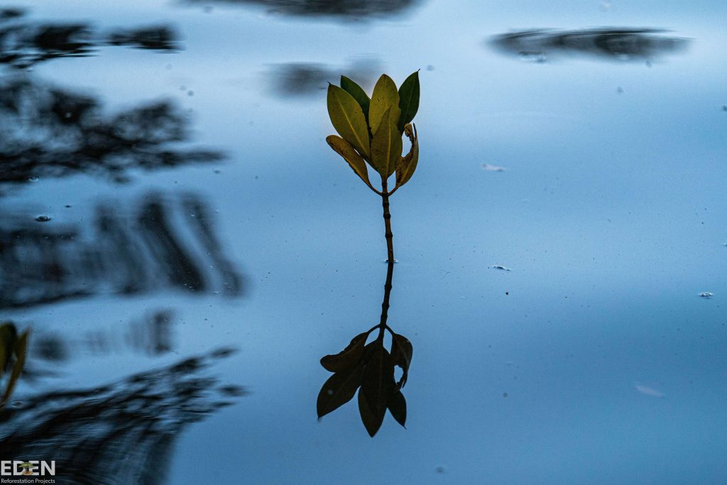 Tree sprouting in water