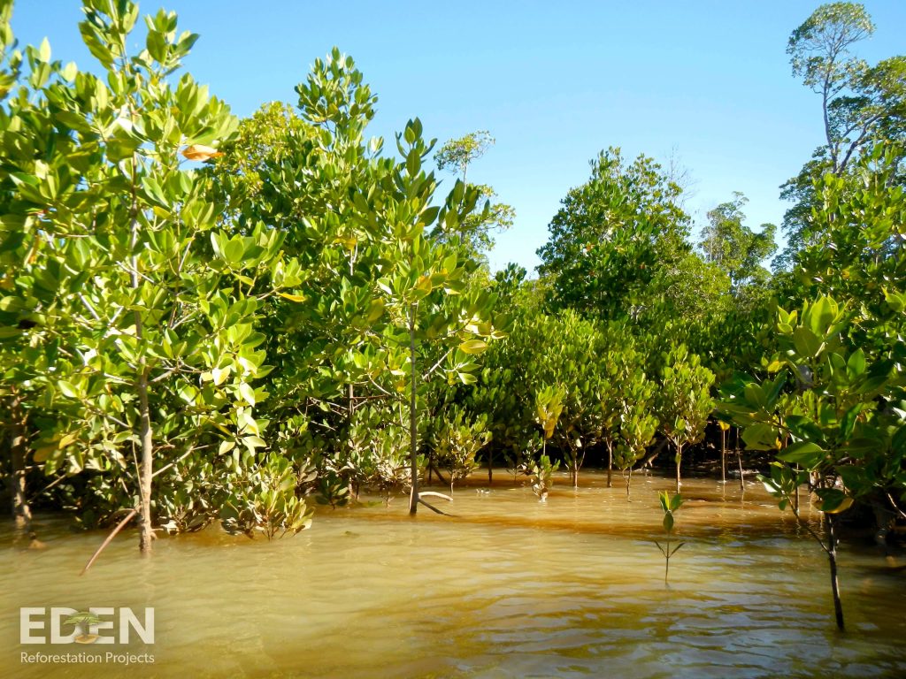 Young mangrove forest in water