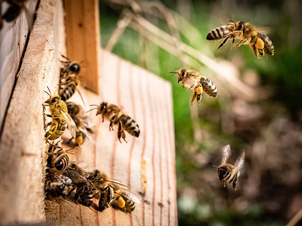 Bees are endangered because of the knock on affects of climate change