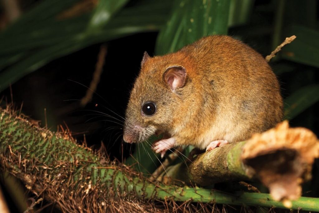 A now extinct species of rodent