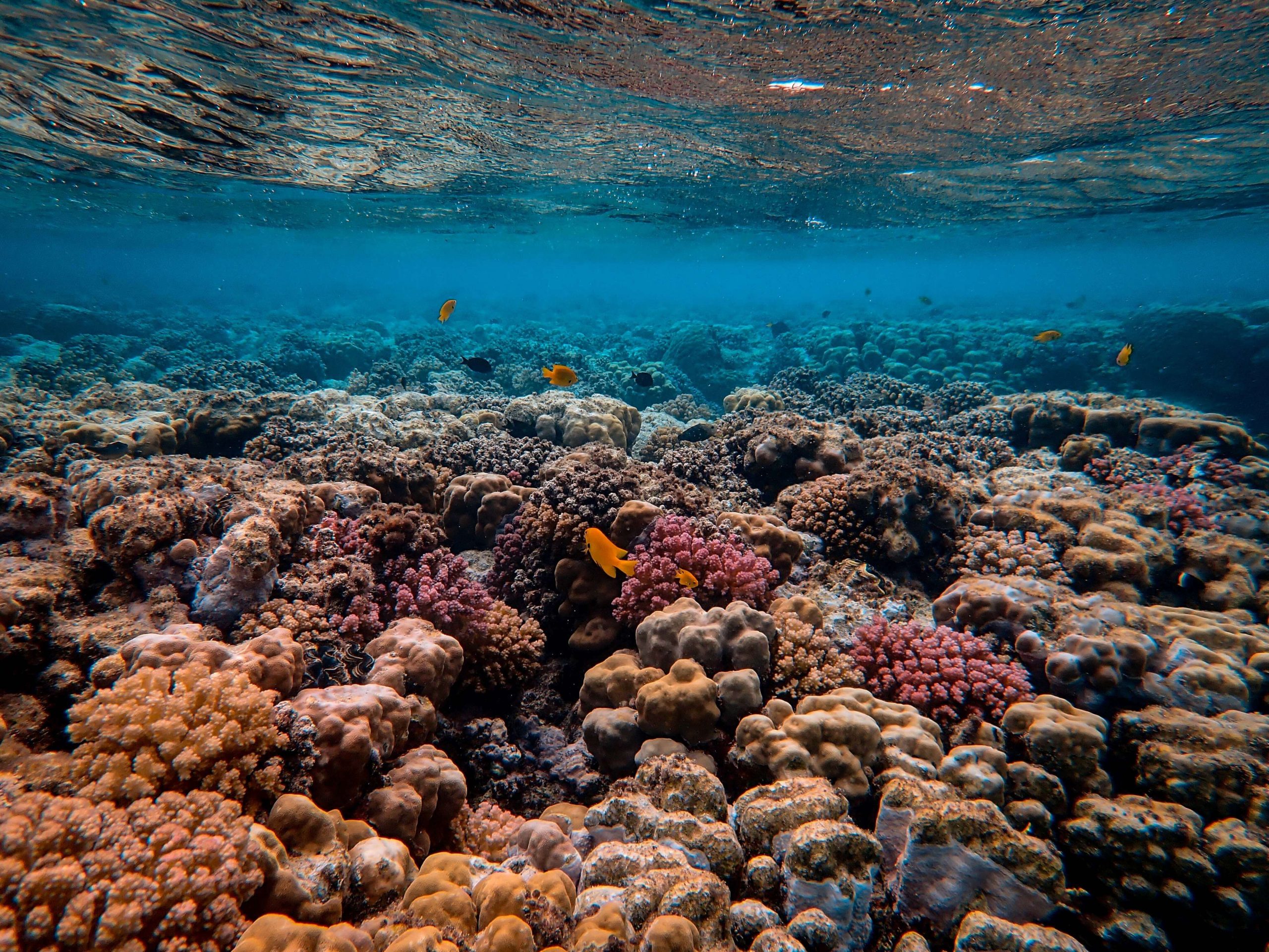 Coral reef habitat affected by climate change