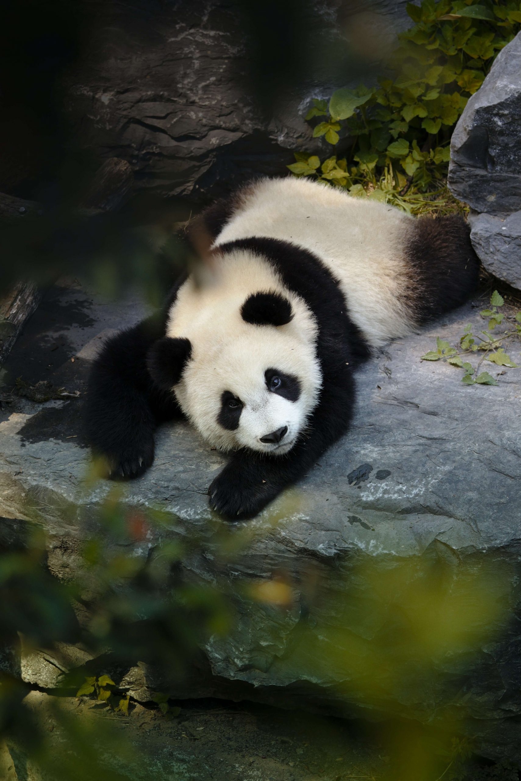 Climate change impacting endangered species