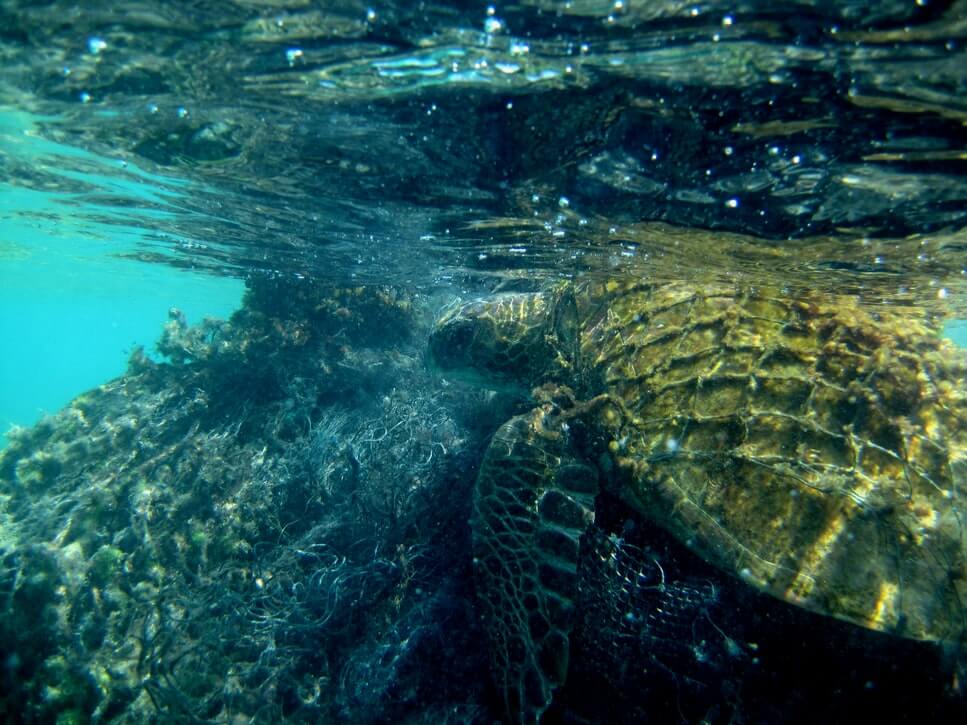 Turtles are affected by rising sea temperatures, a result of climate change