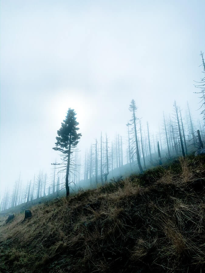 Extinct woodland hill