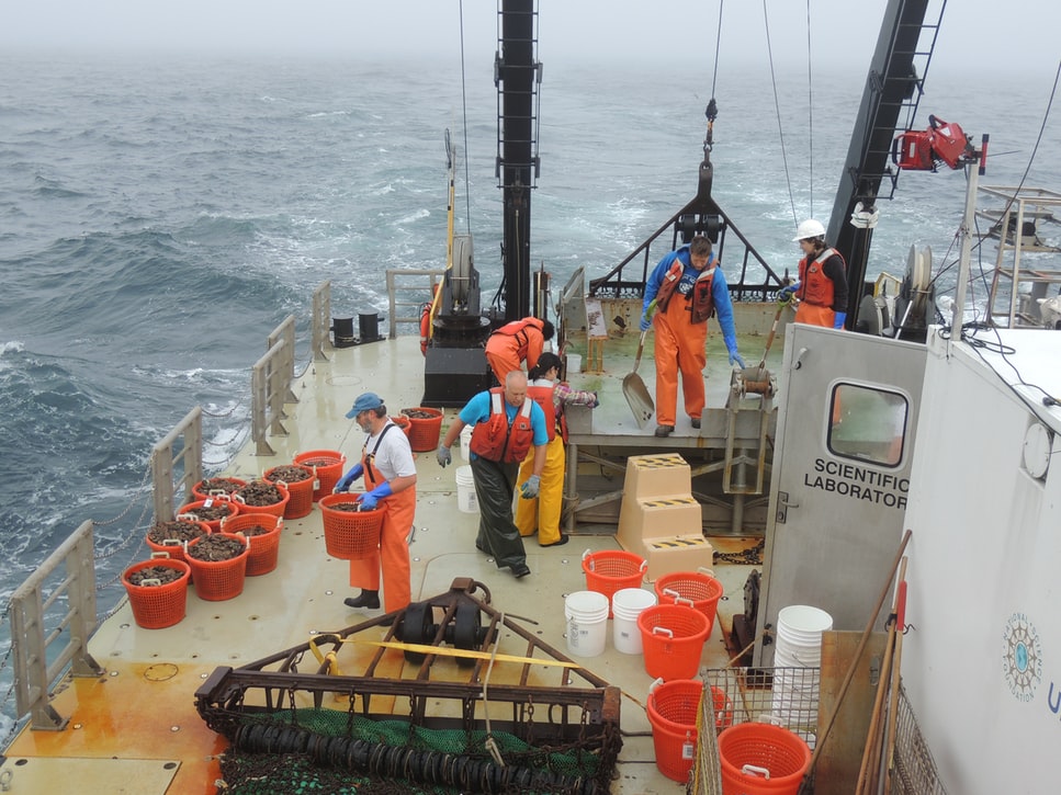 extinction of sea animals due to fishing