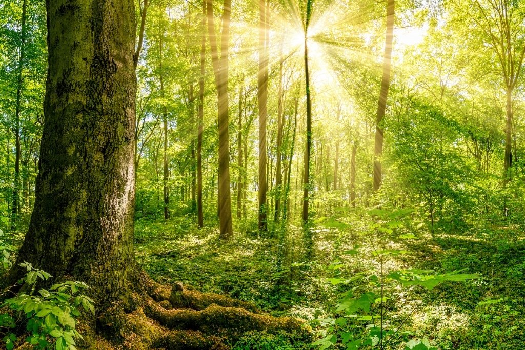 Climate Positive Business